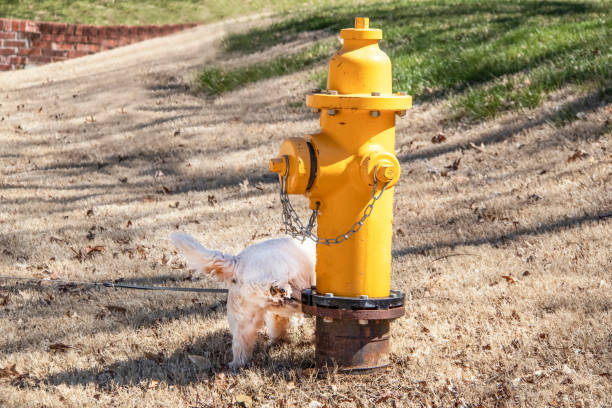 Little White Westie dog hiking his leg and peeing on a fire hydrant much bigger than he is - rear view stock photo