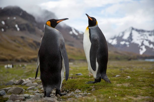 istock cute wild animal loves his freedom 1136404518