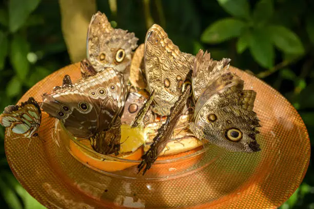 Butterflies feeding from fruit in glasshouse in Mainau Island near Konstanz in Germany