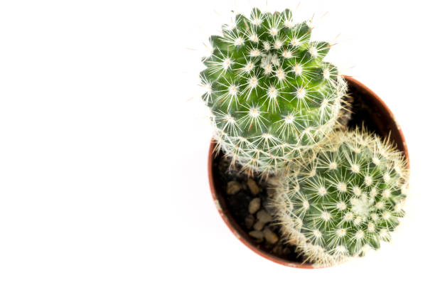 Top view of a prickly potted cactus plant on a white background with copy space