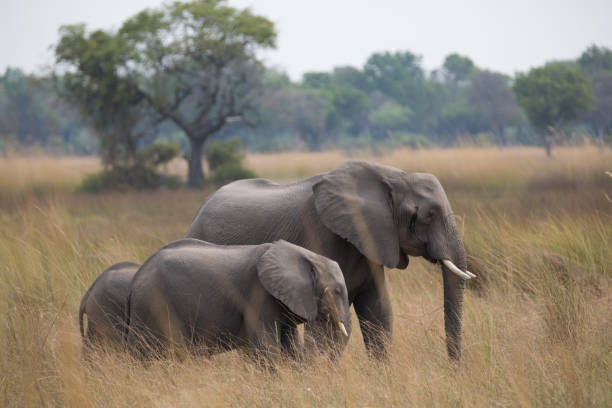 милое дикое животное любит свою свободу - elephant protection animal mother стоковые фото и изображения