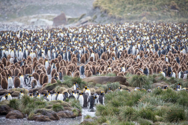 istock cute wild animal loves his freedom 1136406345