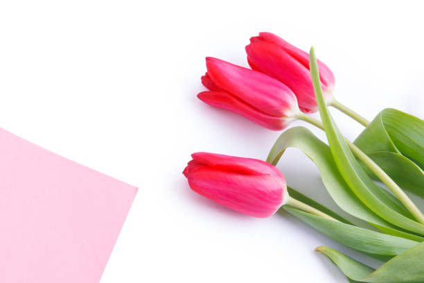 istock Three tulips and the letter on the white background 1136406384