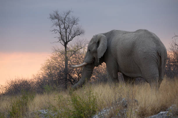 милое дикое животное любит свою свободу - elephant protection animal mother стоковые фото и изображения