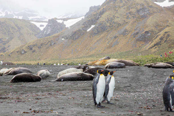 niedliche wilde tierfreunde seine freiheit - antarctica penguin bird animal stock-fotos und bilder