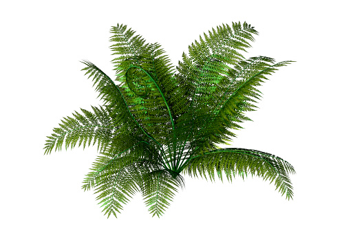 3D rendering of a giant fern plant isolated on white background