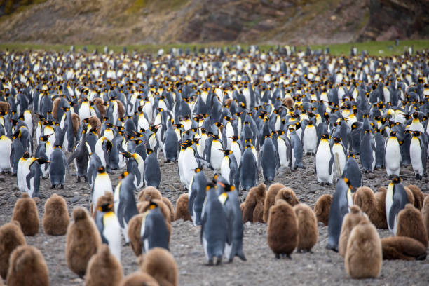 niedliche wilde tierfreunde seine freiheit - antarctica penguin bird animal stock-fotos und bilder