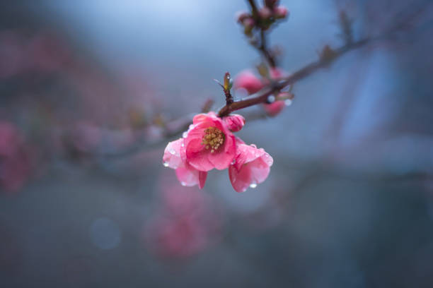 Japanese Quince pink flowers on a tree