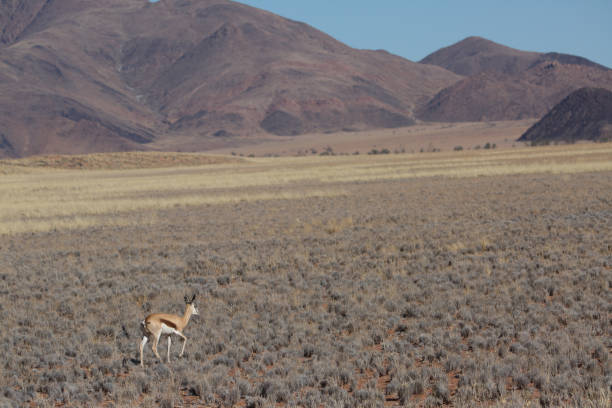 istock cute wild animal loves his freedom 1136408230