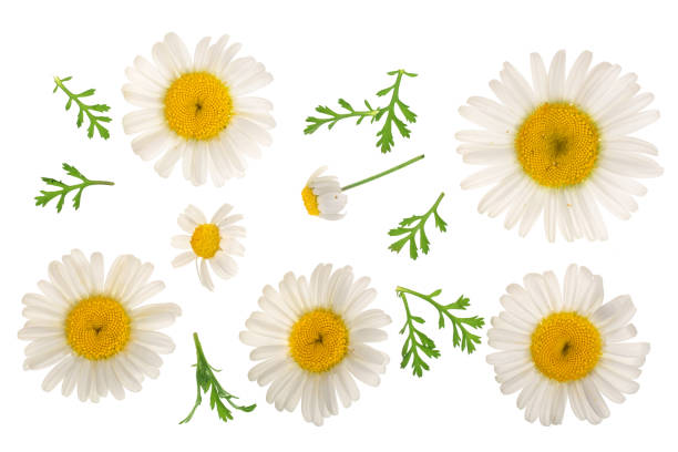 istock chamomile or daisies with leaves isolated on white background. Top view. Flat lay 1136408315