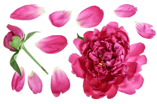 pink peony flower isolated on white background. Top view. Flat lay pattern.
