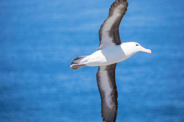istock cute wild animal loves his freedom 1136408499