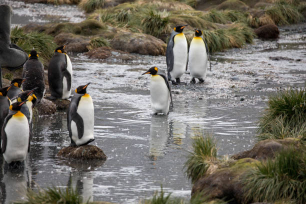 niedliche wilde tierfreunde seine freiheit - antarctica penguin bird animal stock-fotos und bilder