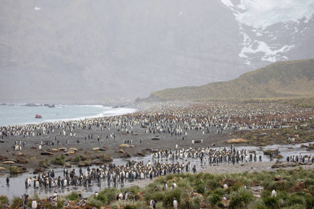 niedliche wilde tierfreunde seine freiheit - antarctica penguin bird animal stock-fotos und bilder