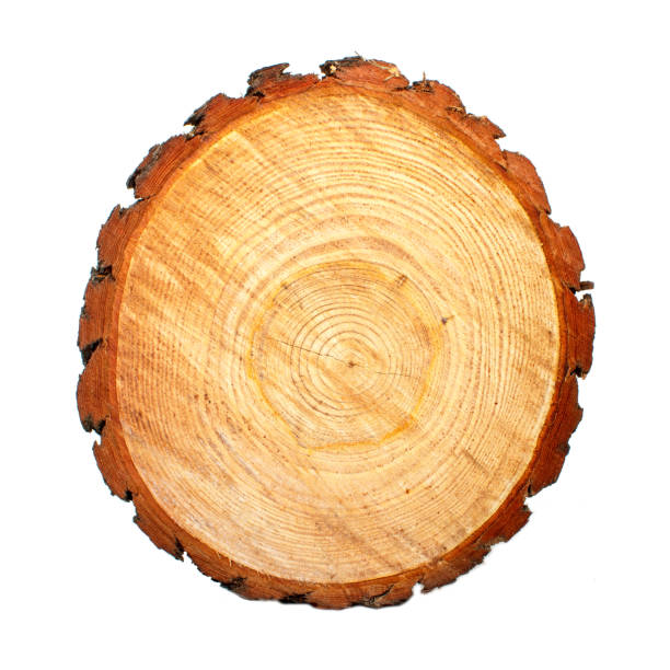istock Round saw cut pine logs. Wooden background 1136408816