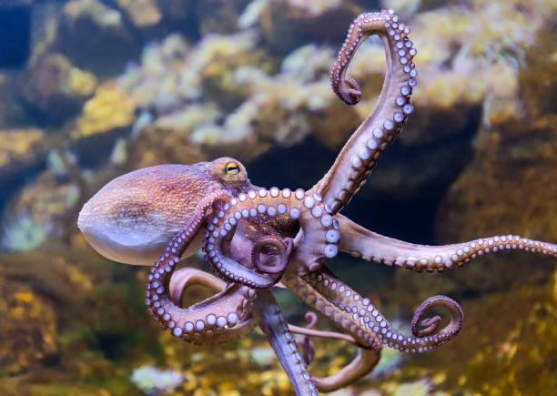 Close-up view of a Common Octopus Close-up view of a Common Octopus (Octopus vulgaris) water animal octopus sea stock pictures, royalty-free photos & images