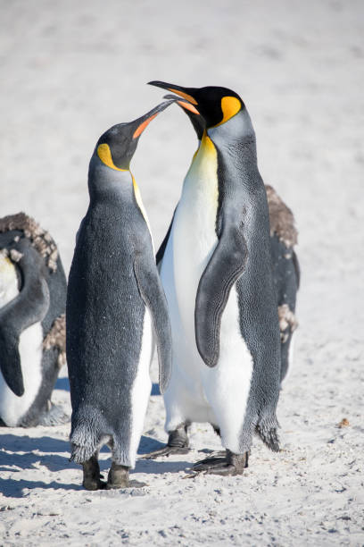 istock cute wild animal loves his freedom 1136409448