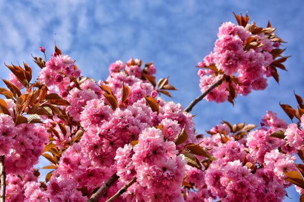 istock Sakura blossom branch in the park in gdynia 1136409637