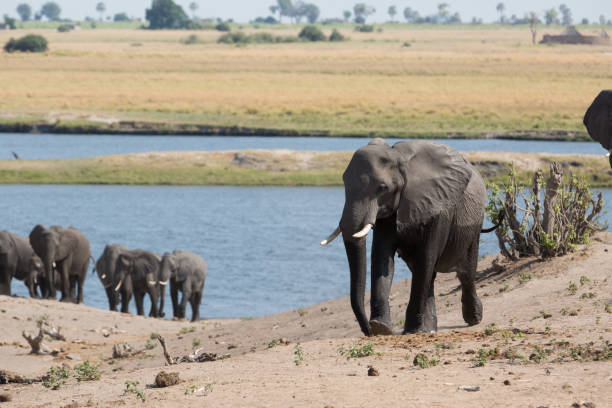 mignon animal sauvage aime sa liberté - elephant protection animal mother photos et images de collection