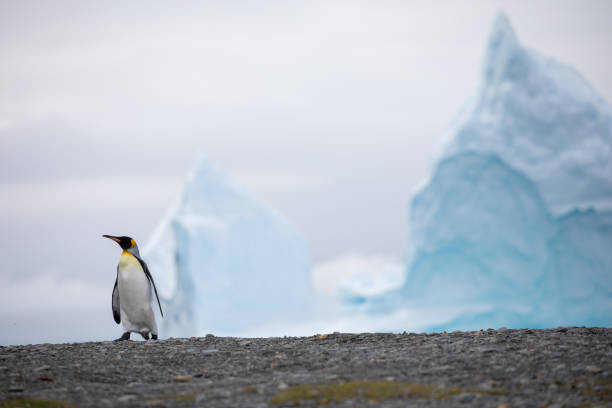 niedliche wilde tierfreunde seine freiheit - antarctica penguin bird animal stock-fotos und bilder