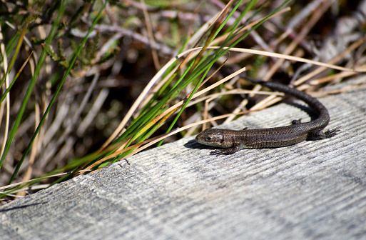 The viviparous lizard (Zootoca vivipara) is sunbathing on wooden board at Kemeri swamp, Latvia.