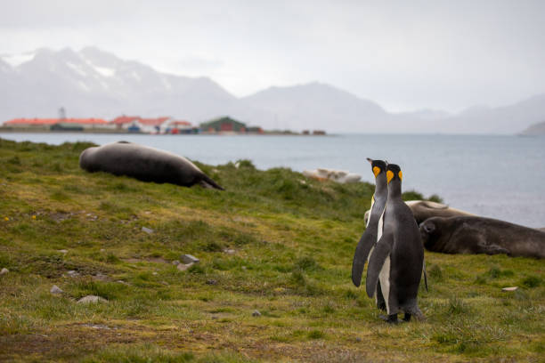 niedliche wilde tierfreunde seine freiheit - antarctica penguin bird animal stock-fotos und bilder