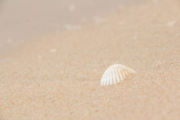 istock White shells and coral in the sand on the seashore 1136411987