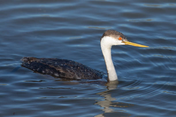 istock Western grebe, seen in a North California marsh 1136412114