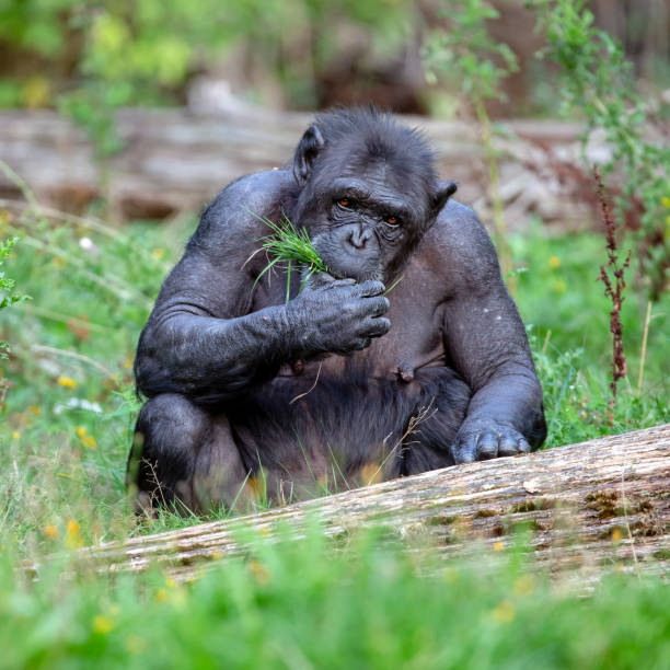 istock Female Chimpanzee eating grass in nature 1136412192