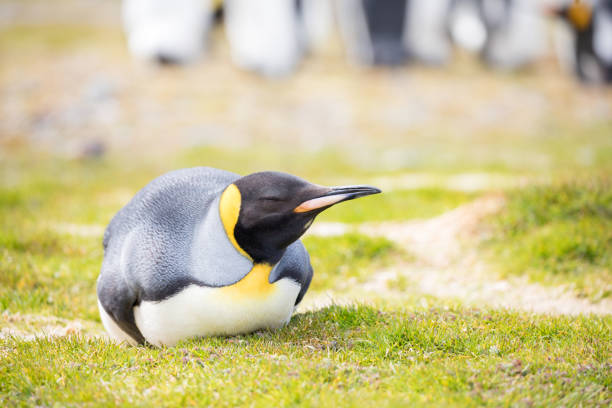 istock cute wild animal loves his freedom 1136412229
