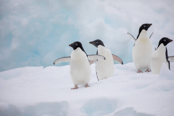 istock cute wild animal loves his freedom 1136412247