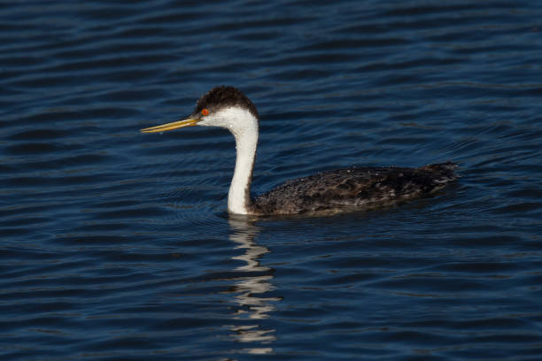 istock Western grebe, seen in a North California marsh 1136412296