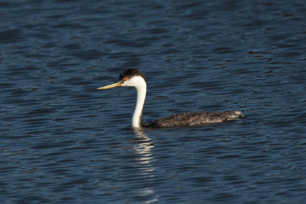 istock Western grebe, seen in a North California marsh 1136412297