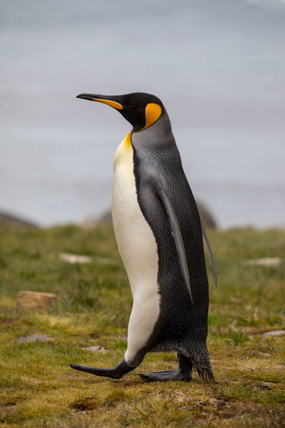 niedliche wilde tierfreunde seine freiheit - antarctica penguin bird animal stock-fotos und bilder