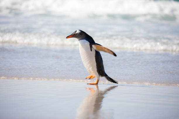 istock cute wild animal loves his freedom 1136412311
