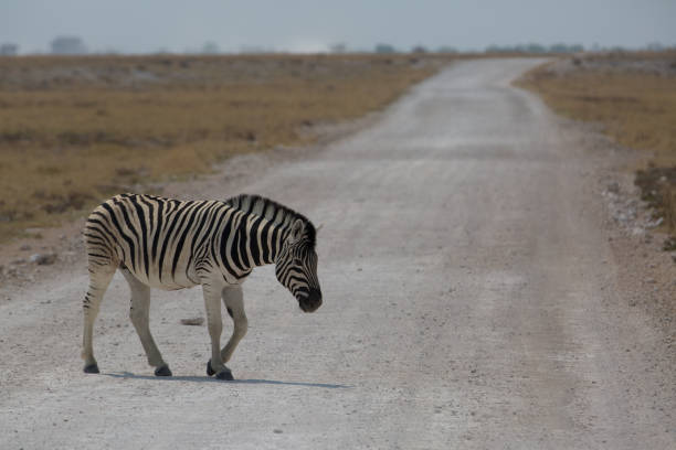 istock cute wild animal loves his freedom 1136412364