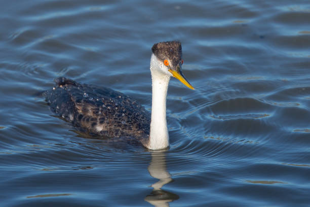 istock Western grebe, seen in a North California marsh 1136412372