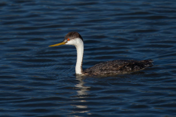 istock Western grebe, seen in a North California marsh 1136412381