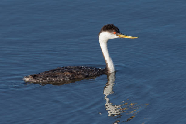 istock Western grebe, seen in a North California marsh 1136412384
