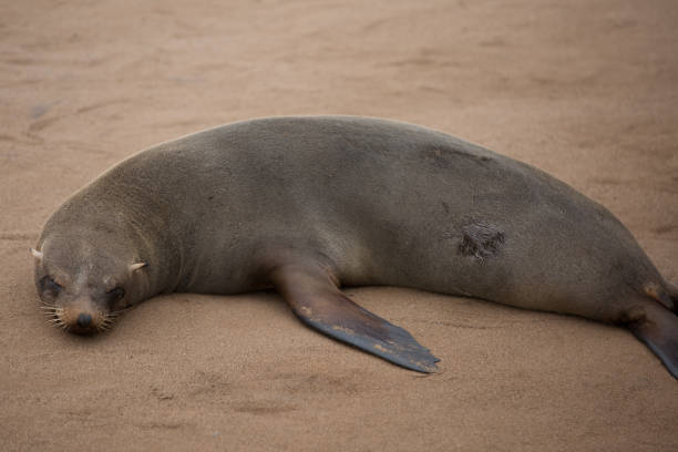 niedliche wilde tierfreunde seine freiheit - south pacific ocean audio stock-fotos und bilder