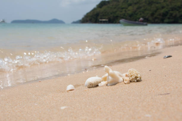 istock Sea shells and coral with sand as background 1136412967