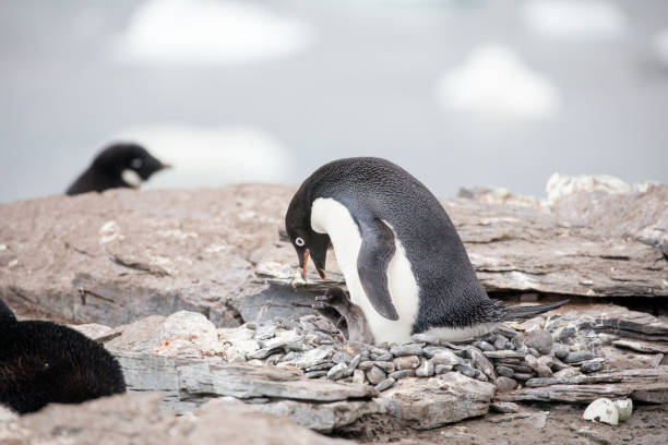 istock cute wild animal loves his freedom 1136413059
