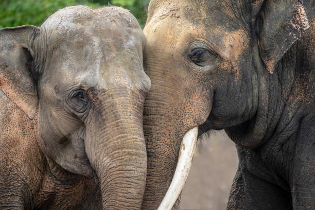 istock Young Indian Elephants in natural habitat 1136413274