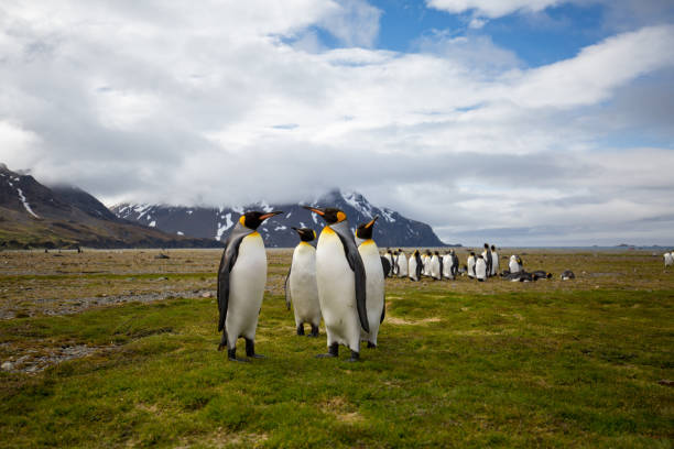 niedliche wilde tierfreunde seine freiheit - antarctica penguin bird animal stock-fotos und bilder