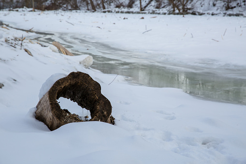hollow log at frozen humber's river edge on winter in toronto
