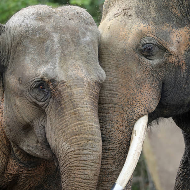 istock Young Indian Elephants in natural habitat 1136413432