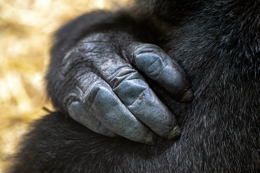 cropped view of black hand of gorilla