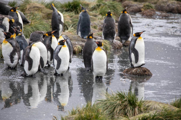 niedliche wilde tierfreunde seine freiheit - antarctica penguin bird animal stock-fotos und bilder