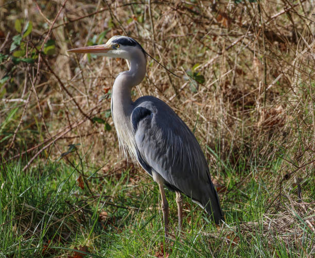 istock Heron at Hardway Gosport 1136413843