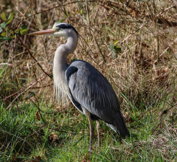 istock Heron at Hardway Gosport 1136413866